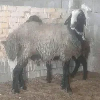 باعرض سلام خدمت اساتیدبه دنبال مجموع دامداری هستم