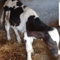 گوساله نر شیروازد