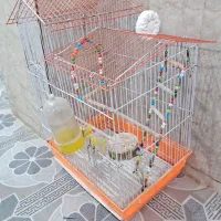 قفس مرغ عشق|لوازم جانبی حیوانات|مریوان, |دیوار