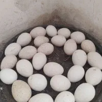 تخم بوقلمون نطفه دار