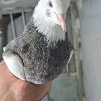 کبوتر طوقی در رنگ و خال های مختلف|پرنده|قروه, |دیوار