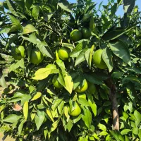 فروش پرتقال   تاراکو  درجه ۱  صادراتی رو درخت|خوردنی و آشامیدنی|کردکوی, |دیوار