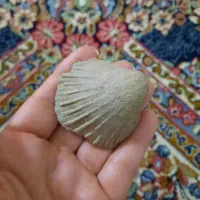 فسیل صدف