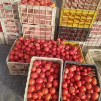 گوجه فرنگی|خوردنی و آشامیدنی|تربت جام, میان جام|دیوار