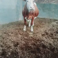 گاو|حیوانات مزرعه|بکتاش, |دیوار