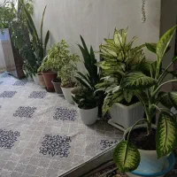 فروش گل خانگی طبیعی