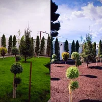 باغبانی در سراسر تهران