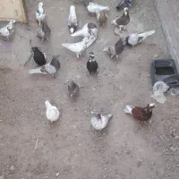 کبوتر  فروشی