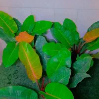 کاکتوس گل آپارتمانی فیلندرون پرتغالی سایز درشت