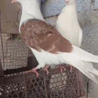 30عددکبوتر برای فروش|پرنده|کرخه, |دیوار