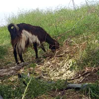 فروش بز و کهره دو رگ