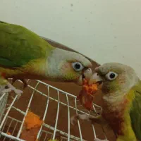 یک جفت گیرینچیک