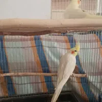 عروس هلندی|پرنده|تاکستان, |دیوار