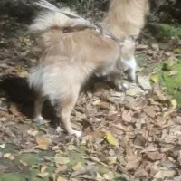 سگ پامر خانگی|سگ|رباطکریم, الارد|دیوار