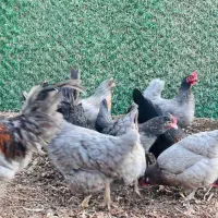 مرغ خروس طوسی ایسبار|حیوانات مزرعه|هشتگرد, تهران دشت|دیوار