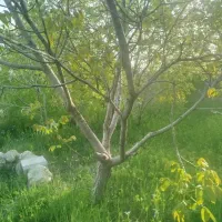 قطعه-باغ-در-دیزج