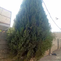 درخت کاج|گل و گیاه طبیعی|فیرورق, |دیوار