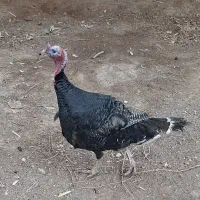 فروش بوقلمون