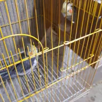 فروش چند جفت عروس مولد رو تخم|پرنده|اسکو, |دیوار