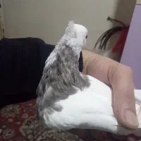 طوقی مفلق ماده|پرنده|رباط‌کریم, رباط‌کریم|دیوار