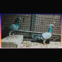 10عدد کبوتر جنگنده