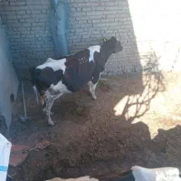 گاووتلیسه|حیوانات مزرعه|شیروان (خراسان), |دیوار