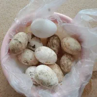 تخم غاز نطفه دار