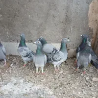 کبوتر|پرنده|یزد, |دیوار