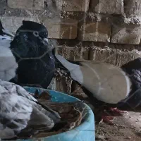 یک جفت سینای اصل