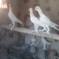 اوجا پاچا لوتی کبوتر|پرنده|تبریز, |دیوار