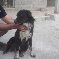سگ نگهبان قدرجونی|سگ|مشکین‌دشت, |دیوار