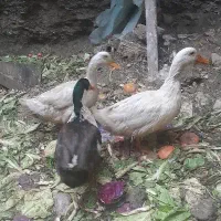 توله سگ پاکوتاه د‌وماهه دارم باتخفیف بفروش میرسد