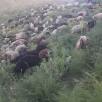 گوسفند گوشتی برای مصرف خانواده همراه باقصاب