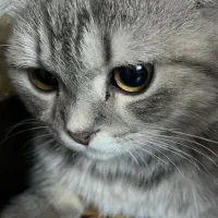 واگذاری گربه اسکاتیش