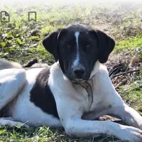 توله سگ محلی خوب برای نگهبانی