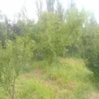 زمین و باغ وسوله وحیاط دریالقوزآغاج  مرند|فروش دفتر صنعتی، کشاورزی، تجاری|مرند, |دیوار