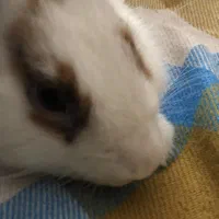 فروش خرگوش هلندی