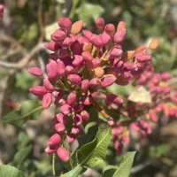 خریدار پسته کال و خوشه