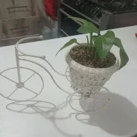 گل طبیعی|گل و گیاه طبیعی|باقرشهر, |دیوار