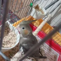 جوجه عروس|پرنده|بروجرد, |دیوار