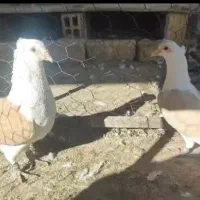 نرو ماده دوکت زرد پلاکی کاکلی