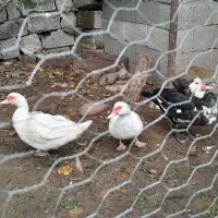 اردک اسرائیلی نر و ماده