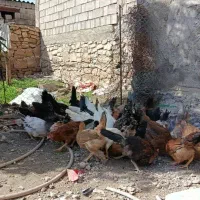 جوجه محلی برا فروش