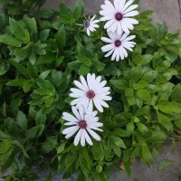 ساینا s تیپ DA مدل تیر ۱۴۰۲