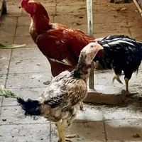 تعداد 10 عدد مرغ لاری و لاری رسمی بصورت تک و یکجا|حیوانات مزرعه|تهران, جوادیه|دیوار