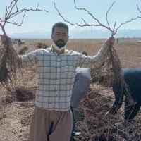 نهال انگور دوساله میخوای زنگ بزن|خدمات باغبانی و درختکاری|خرمدشت, |دیوار