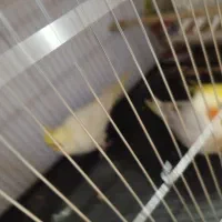 یک جفت عروس هلندی|پرنده|اهواز, معین زاده|دیوار