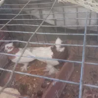 یجفت‌ کفترطوقی‌ هشتبندی