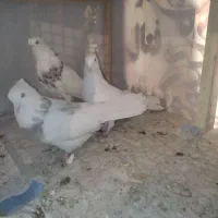 کبوتر خوشرنگ و طوقی و دوکت و دمسفید(نقش و پرشی)|پرنده|فولادشهر, C4|دیوار