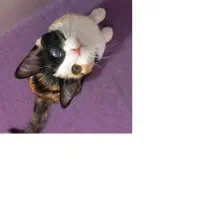 گربه ی گم شده